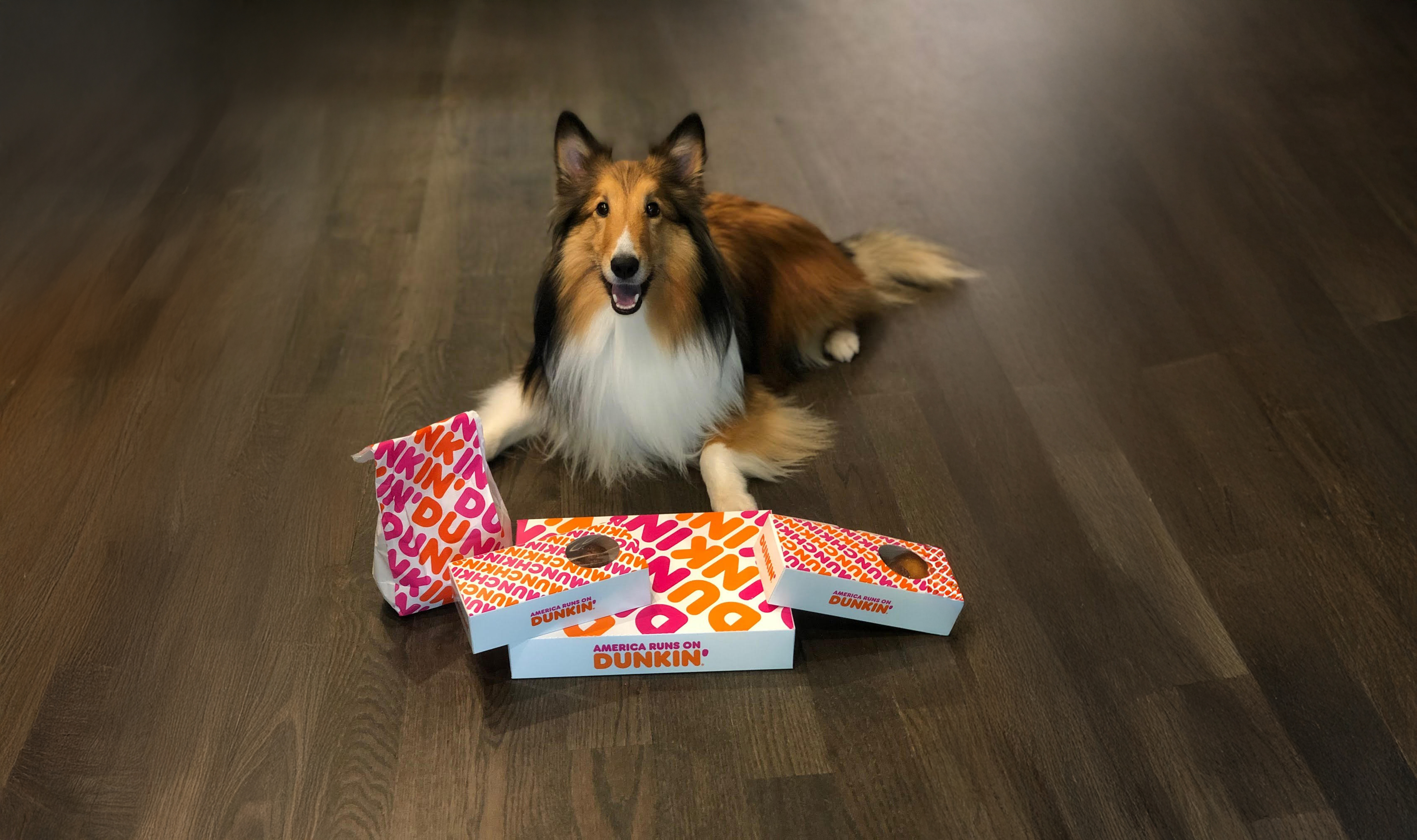 Dog with Dunkin and Dog Toys